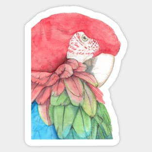 macaw macao watercolor portrait painting Sticker